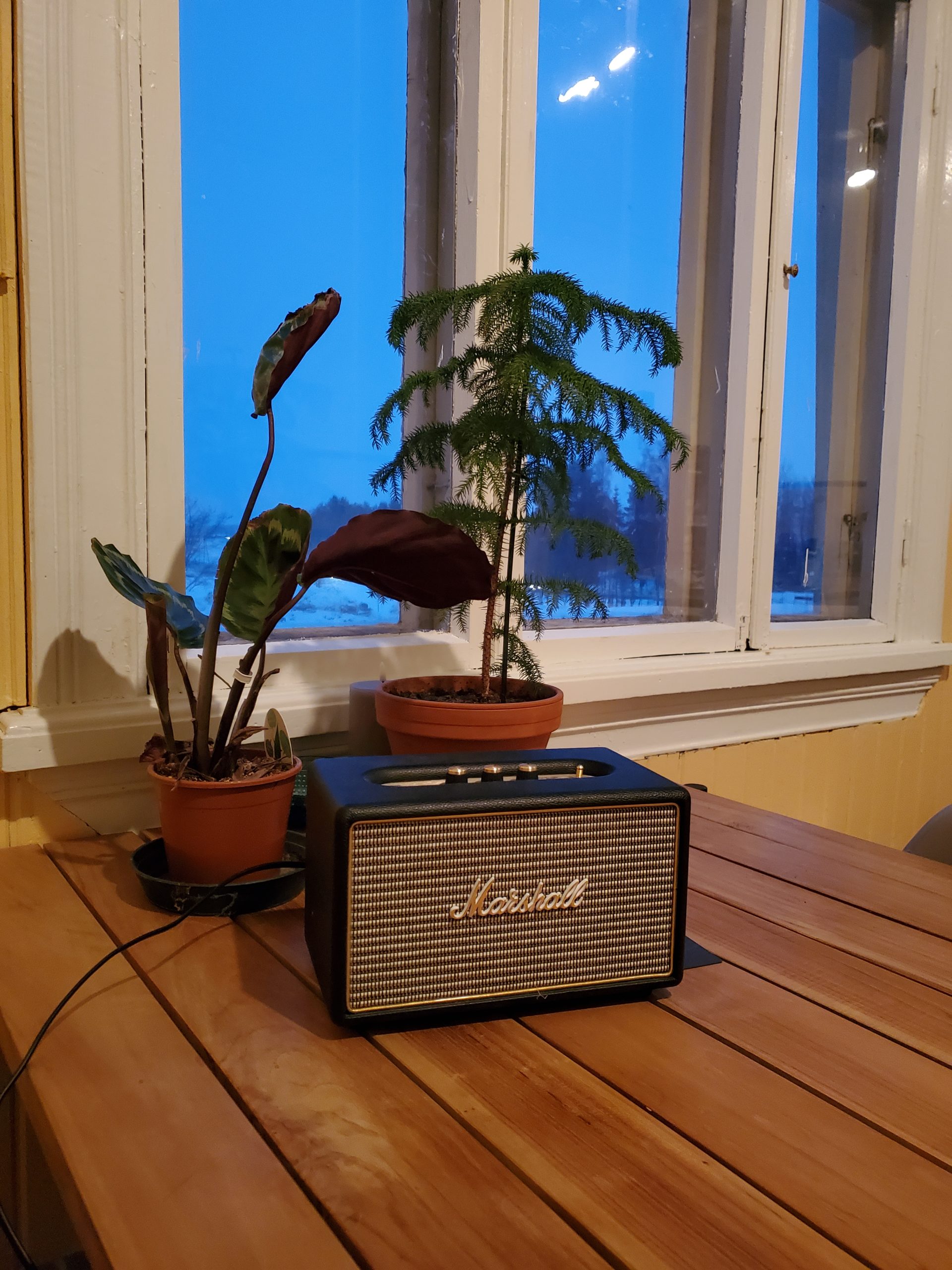 Kukkia ja akustiikkaa